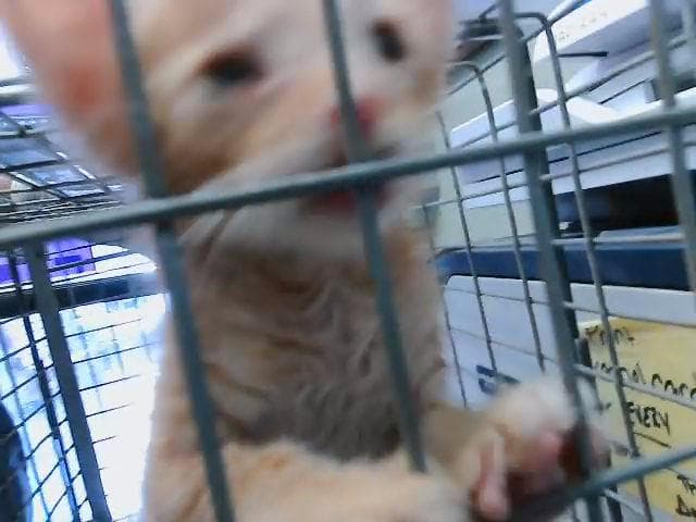 Botox - Domestic Short Hair