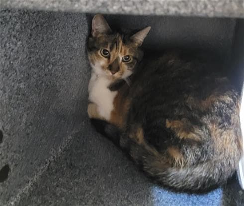 Spicy - Domestic Short Hair