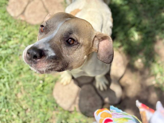 Ariel - Pit Bull Terrier