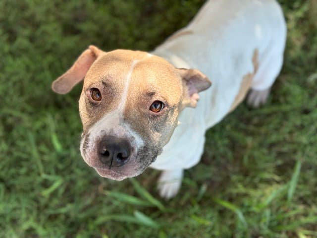 Ariel - Pit Bull Terrier