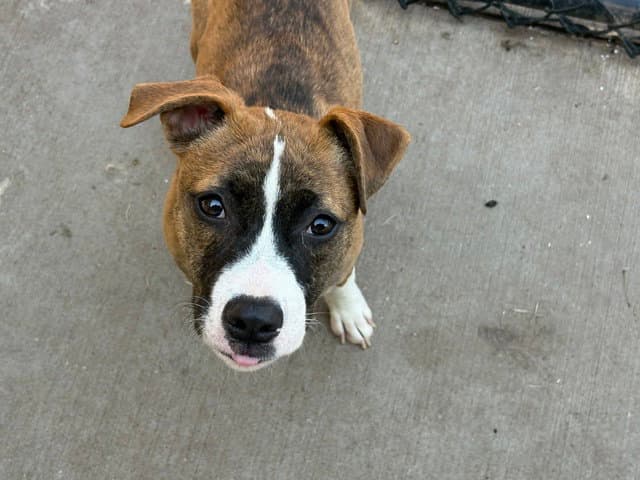Tracy - Pit Bull Terrier