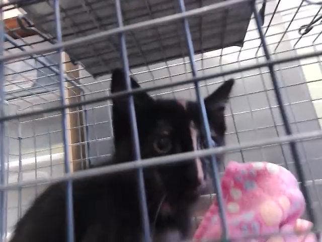 Zora - Domestic Short Hair