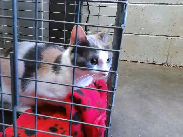 Dingo - Domestic Short Hair