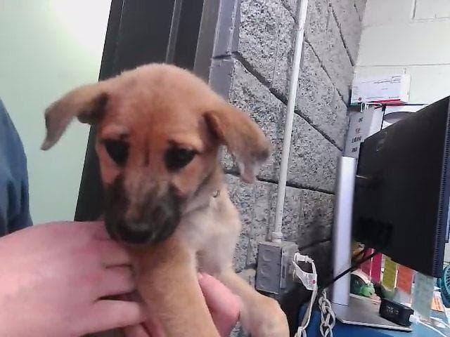 Arugula - German Shepherd Dog
