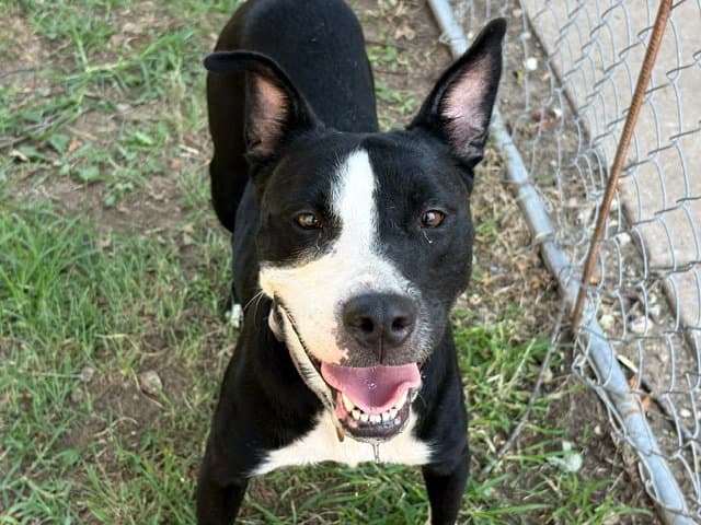 Hestia - Pit Bull Terrier