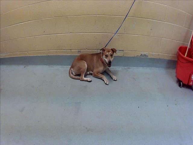 Gaia - Pit Bull Terrier