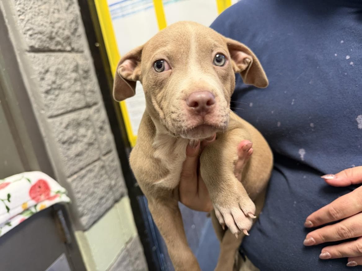 Loki - Pit Bull Terrier