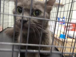 Tire image 1