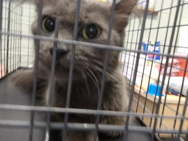 Tire - Domestic Medium Hair
