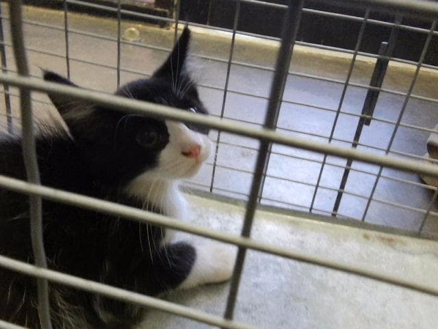 Axel - Domestic Medium Hair