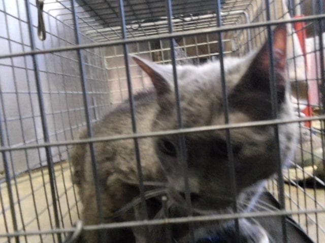 Socks - Domestic Medium Hair
