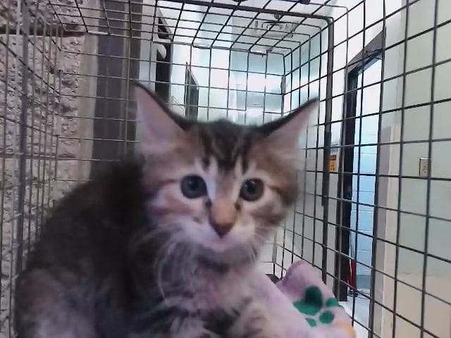 Fiona - Domestic Long Hair