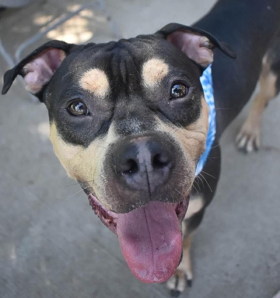 Toby - Pit Bull Terrier