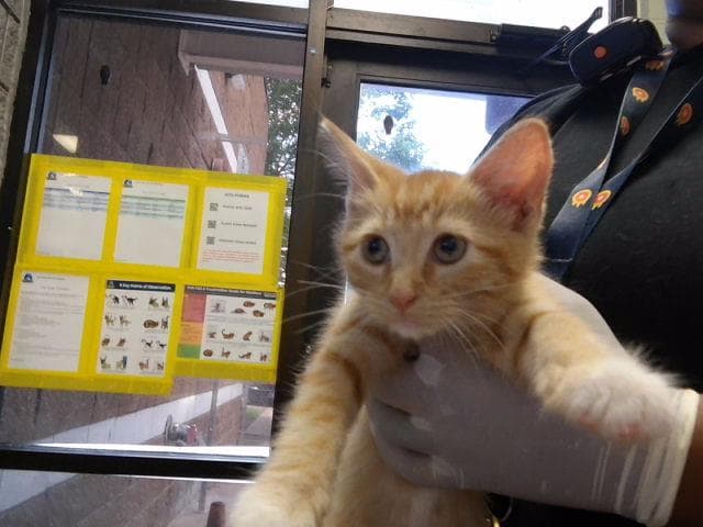 Joe - Domestic Short Hair