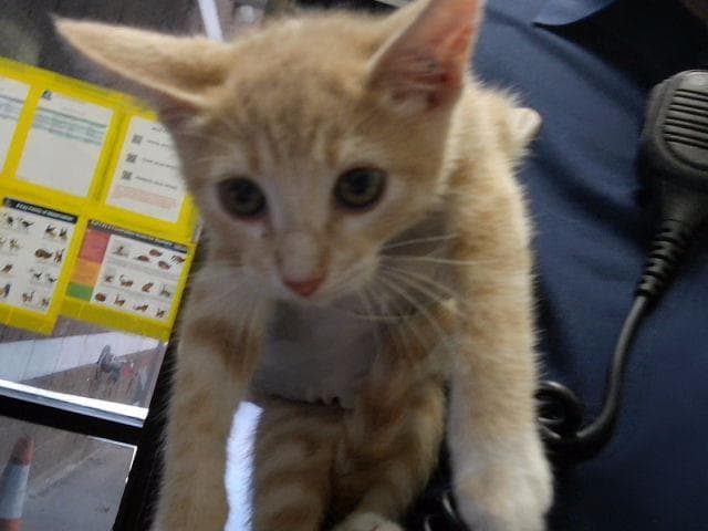 Nick - Domestic Short Hair
