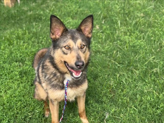 Venus - German Shepherd Dog