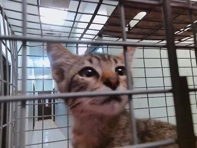 Abe - Domestic Short Hair