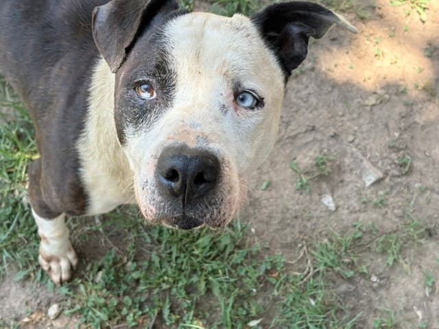Jango - Pit Bull Terrier