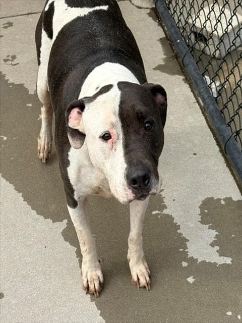 Max - Pit Bull Terrier