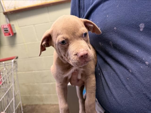 Lucas - Pit Bull Terrier
