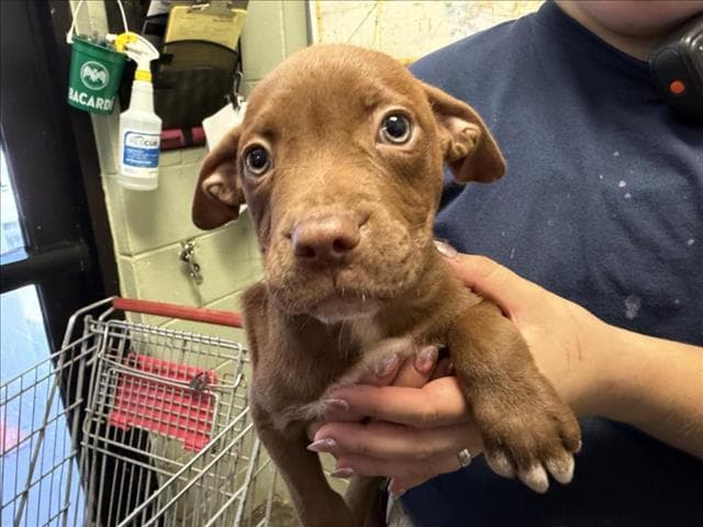 Lucy - Pit Bull Terrier