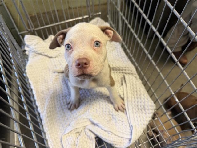 Lenny - Pit Bull Terrier