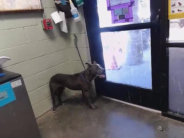Unknown - Pit Bull Terrier