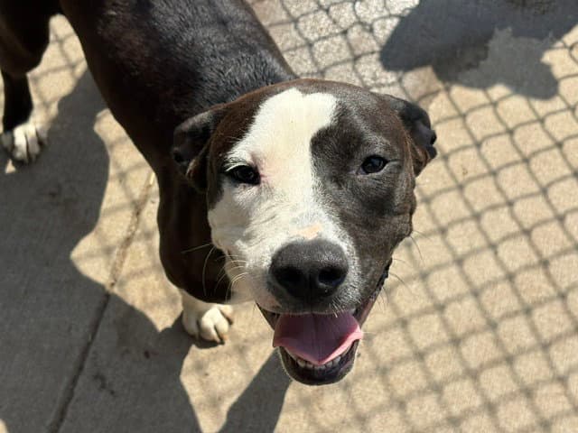 Terry - Pit Bull Terrier