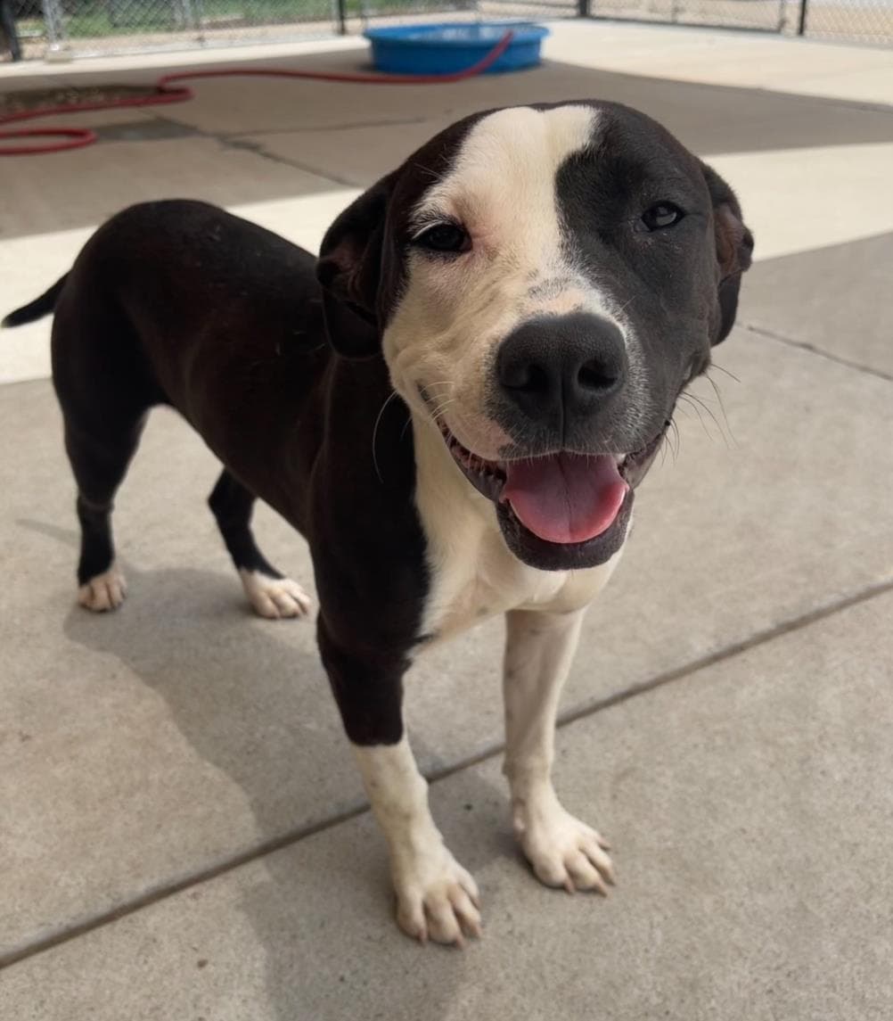Terry - Pit Bull Terrier