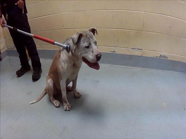 Blue - Pit Bull Terrier