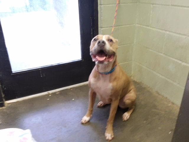 Givllia - Pit Bull Terrier