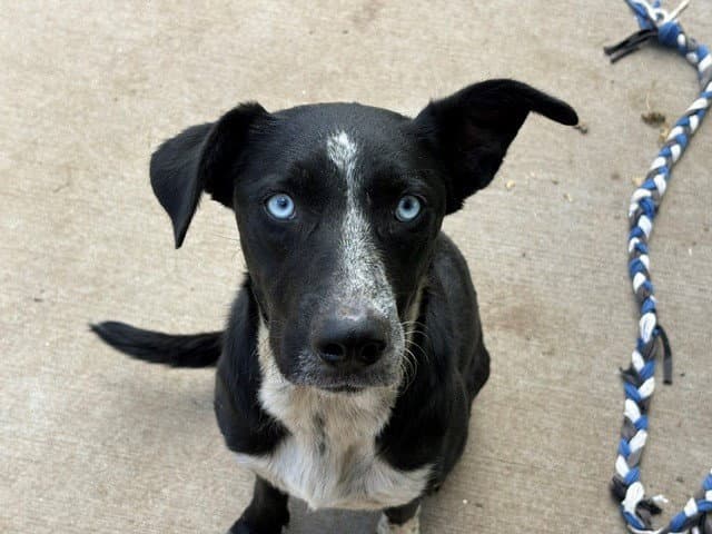 Tango - Queensland Heeler