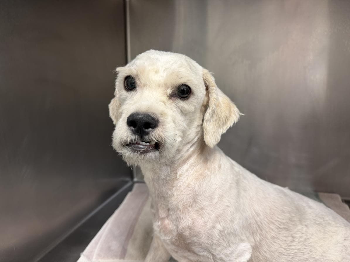 Mister - Maltese
