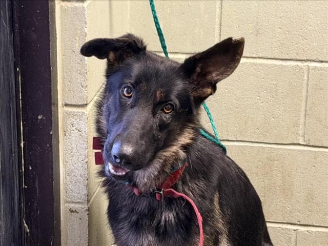 Bailee - German Shepherd Dog