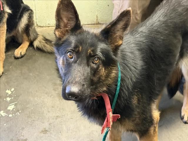 Bambi - German Shepherd Dog