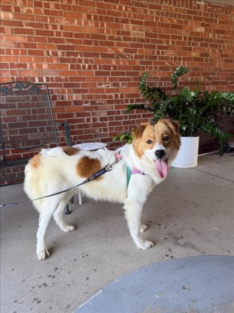 Daisy - Australian Cattle Dog/Blue Heeler