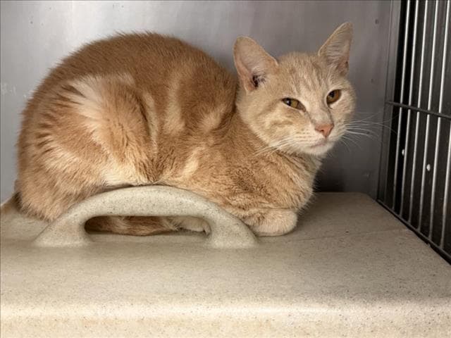 Unknown - Domestic Short Hair
