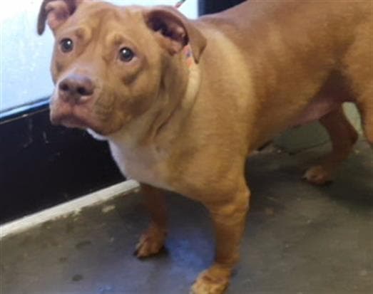 Maximo - Pit Bull Terrier