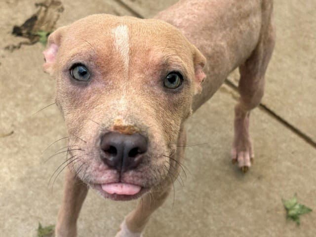 Larry - Pit Bull Terrier