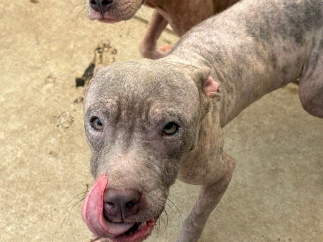 Curly - Pit Bull Terrier
