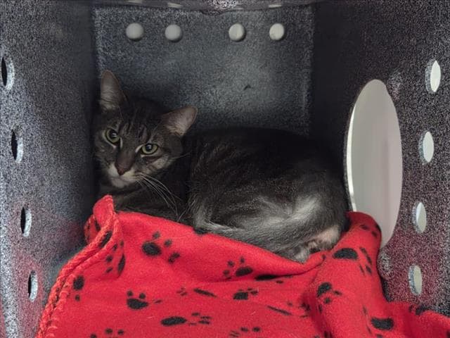 Terri - Domestic Medium Hair