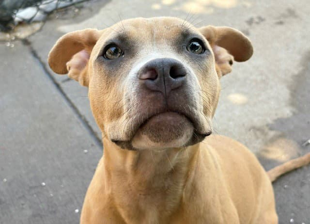 Blondie - Pit Bull Terrier