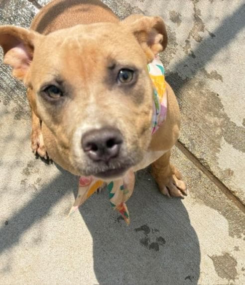 Blondie - Pit Bull Terrier