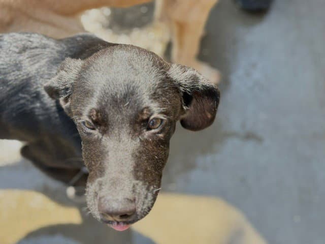 Knight - Labrador Retriever