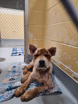 Siren image 1