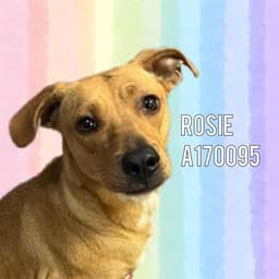 Rosie image 1