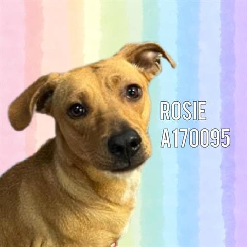 Rosie - Labrador Retriever