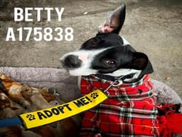 Betty image 1