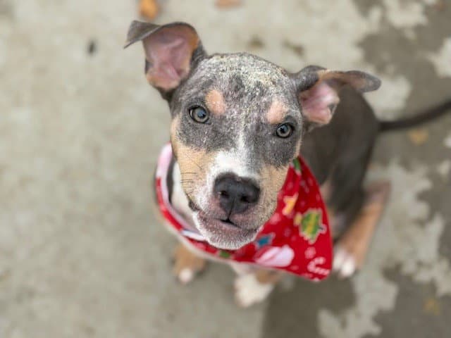 Dan - Pit Bull Terrier