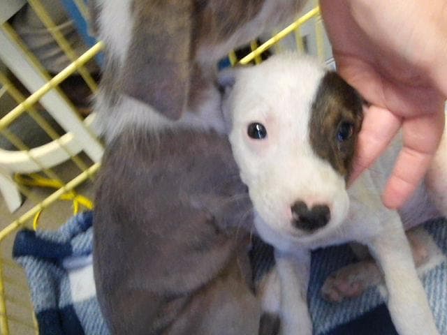 Goober - Pit Bull Terrier